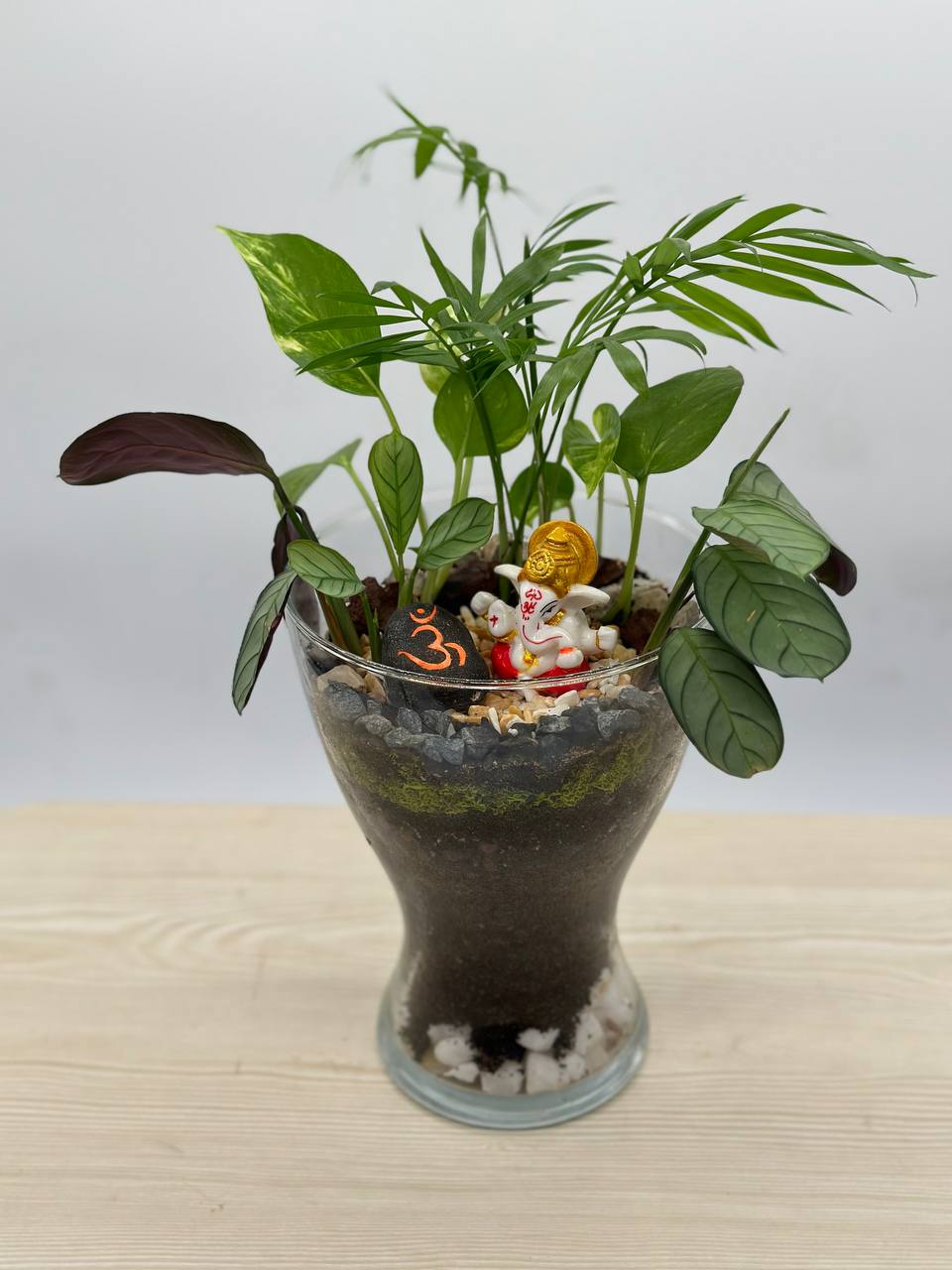 meenac garden newest arrivals in indoor plants and terrariums