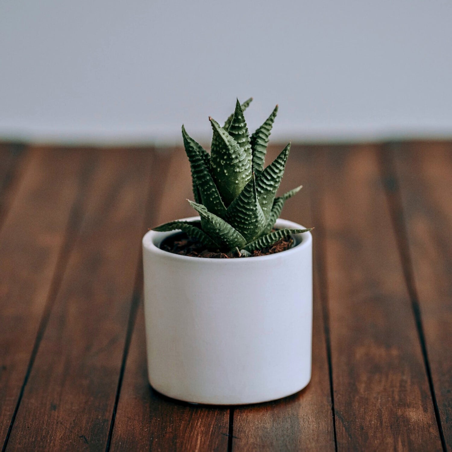 Tabletop Plants