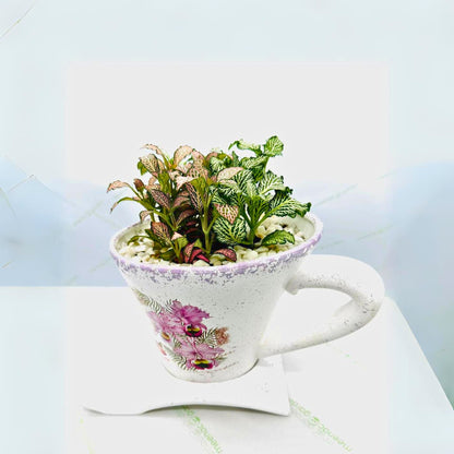 Nerve Plant in Cup Saucer Planter