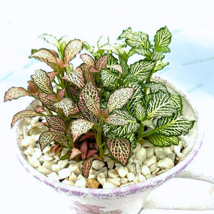 Nerve Plant in Cup Saucer Planter