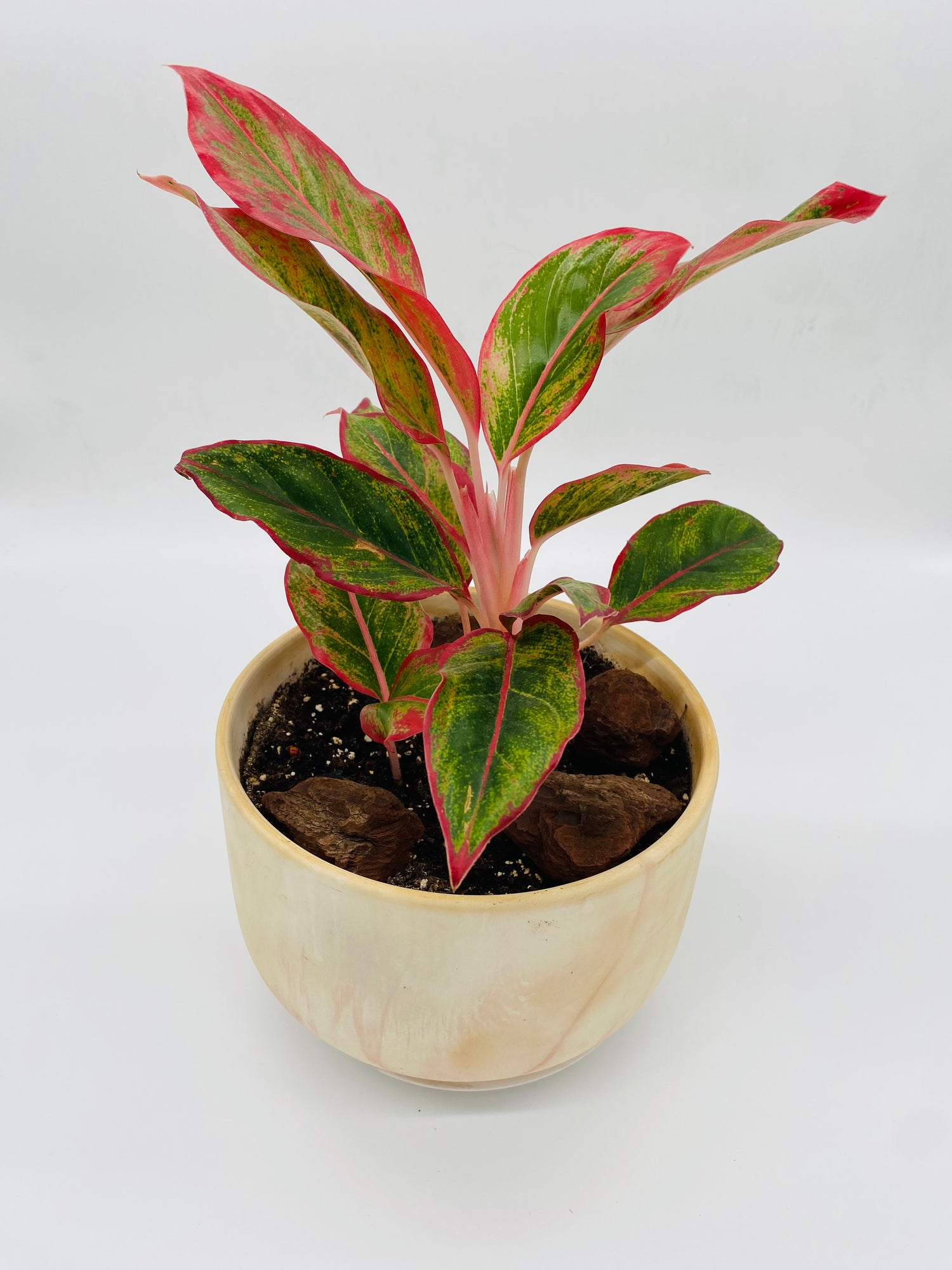 Aglaonema (Chinese Evergreen)