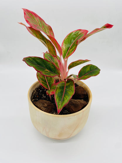 Aglaonema (Chinese Evergreen)