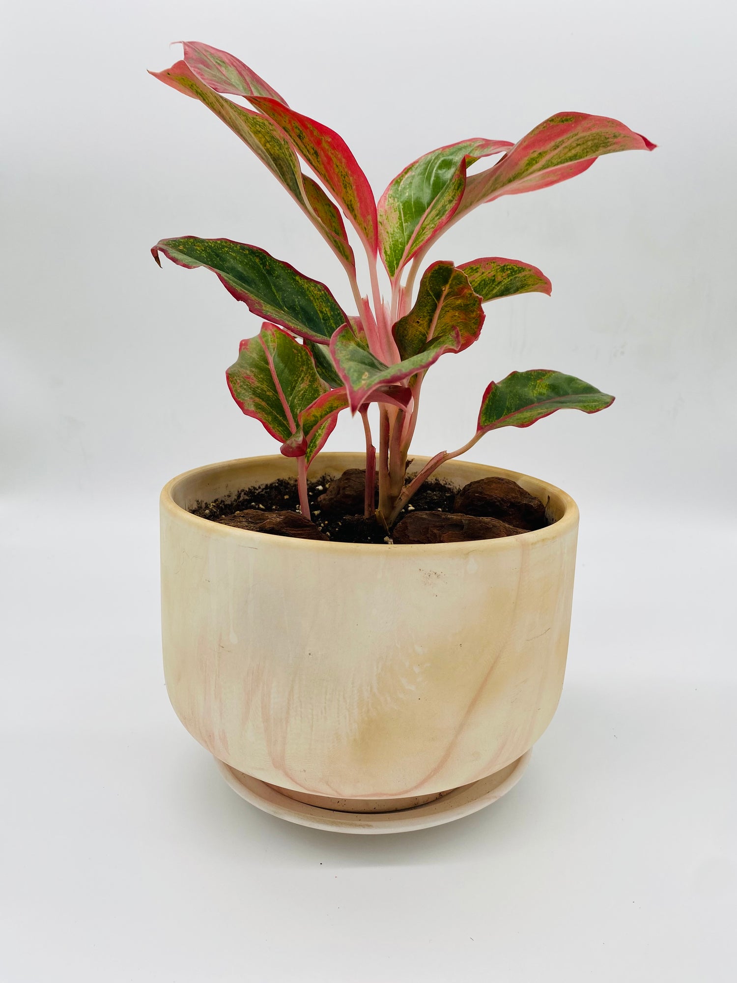 Aglaonema (Chinese Evergreen)