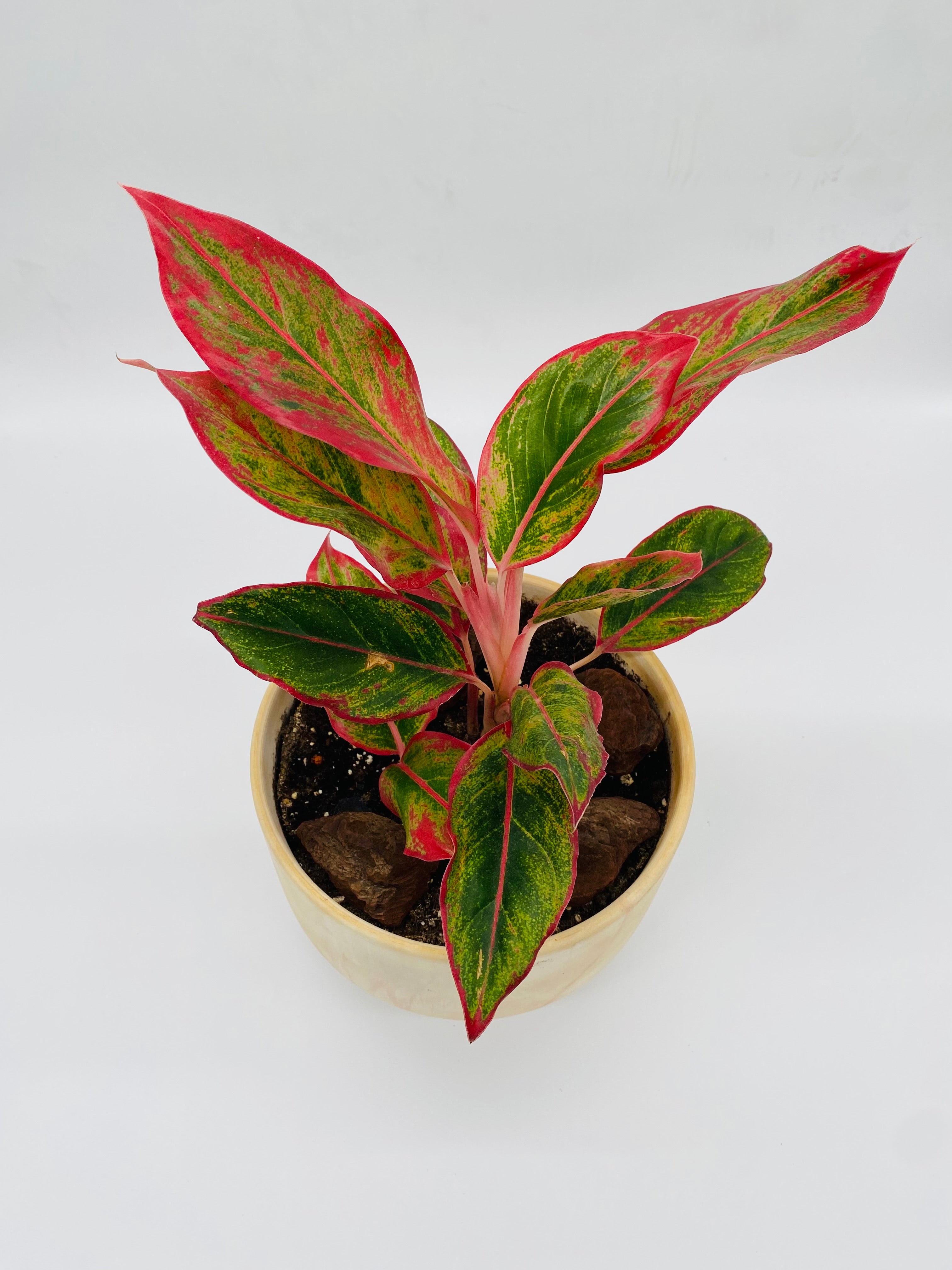 Aglaonema (Chinese Evergreen)