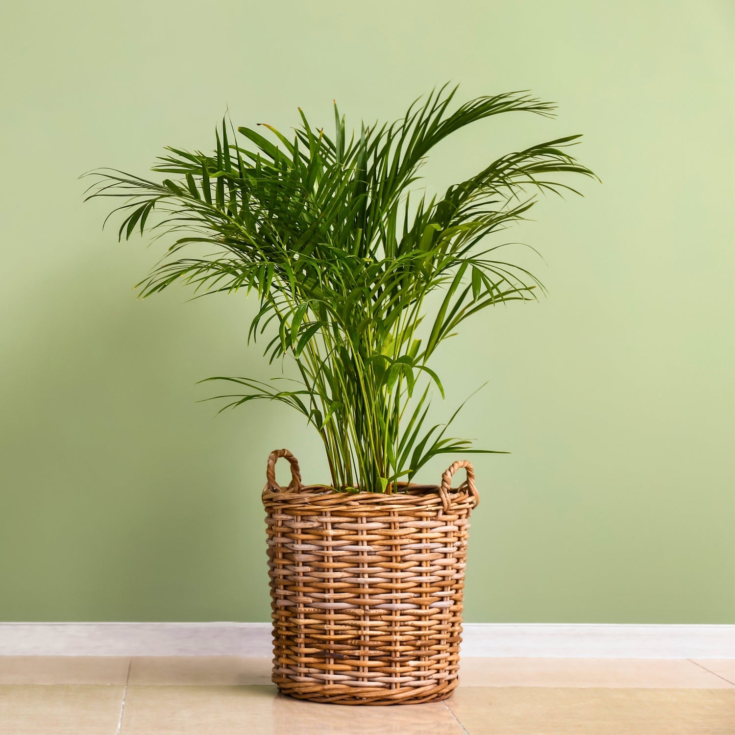 Areca Palm  (Dypsis lutescens)