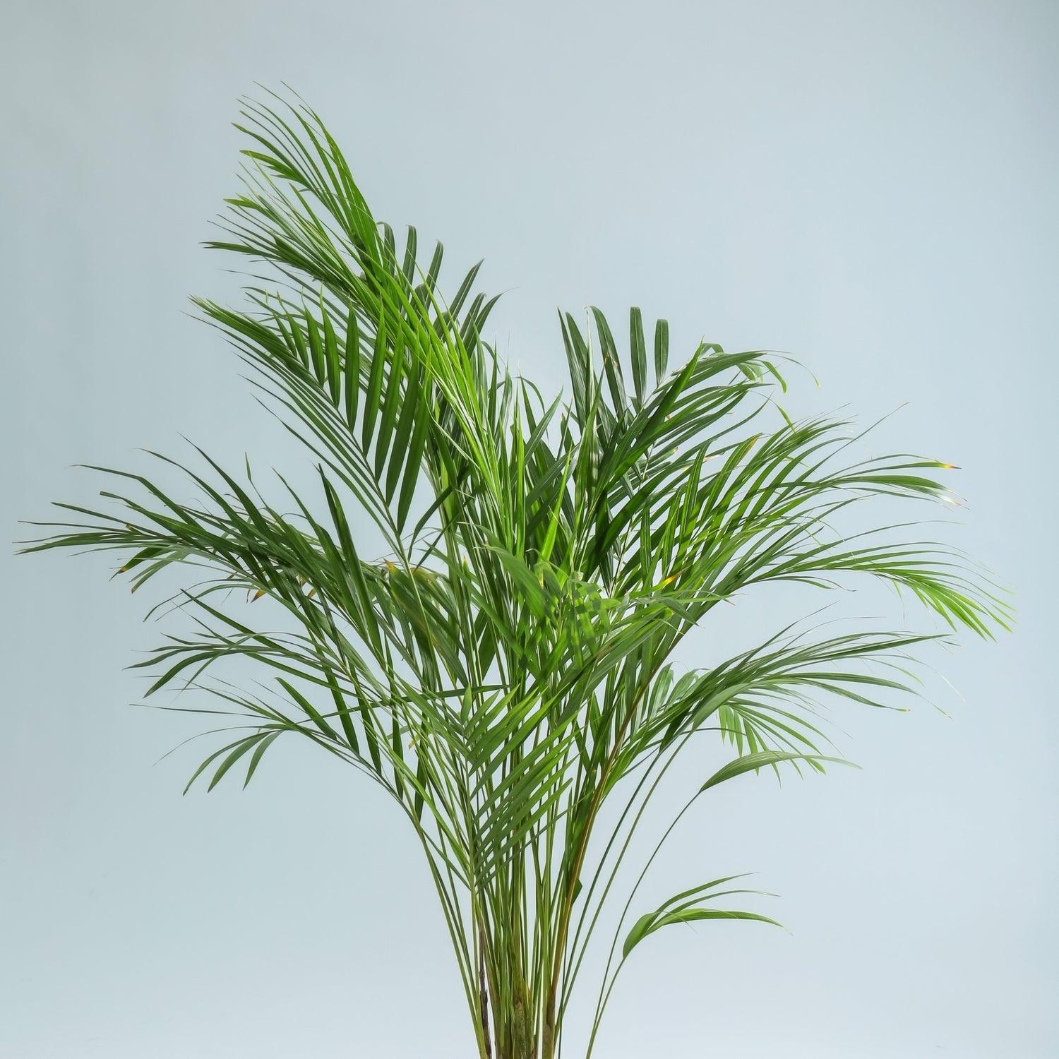 Areca Palm  (Dypsis lutescens)