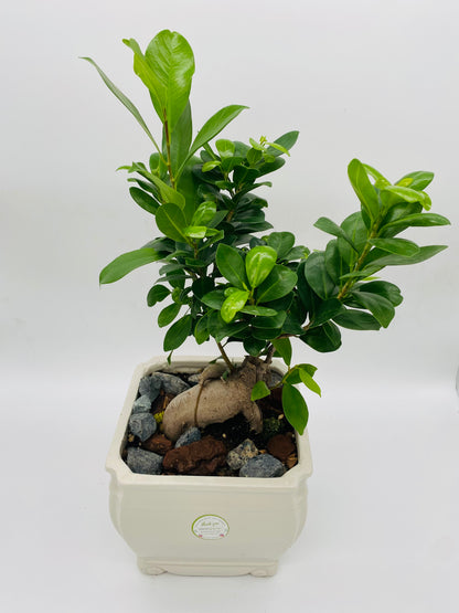 Bonsai Plant