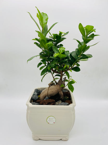 Bonsai Plant