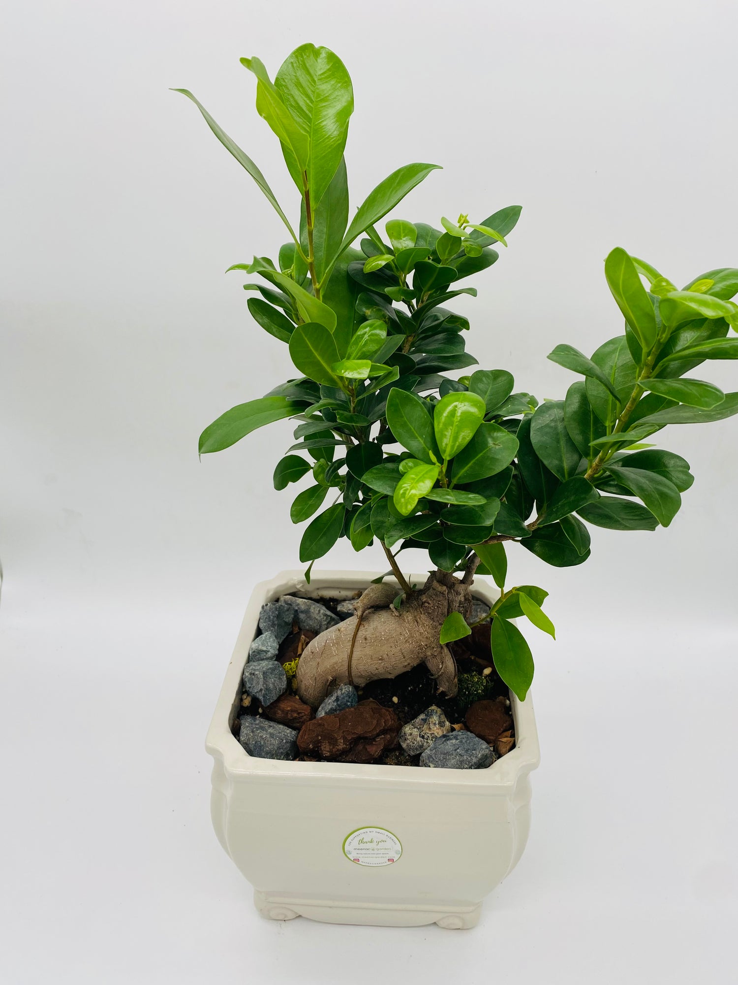 Bonsai Plant