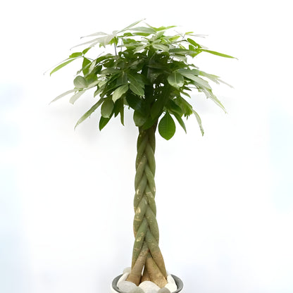 Braided Money Tree - Pachira Aquatica