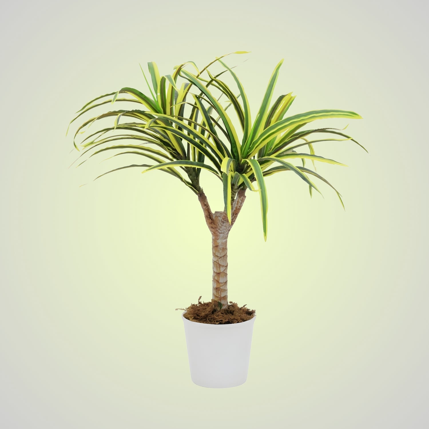 Dracaena - Elegance for your space