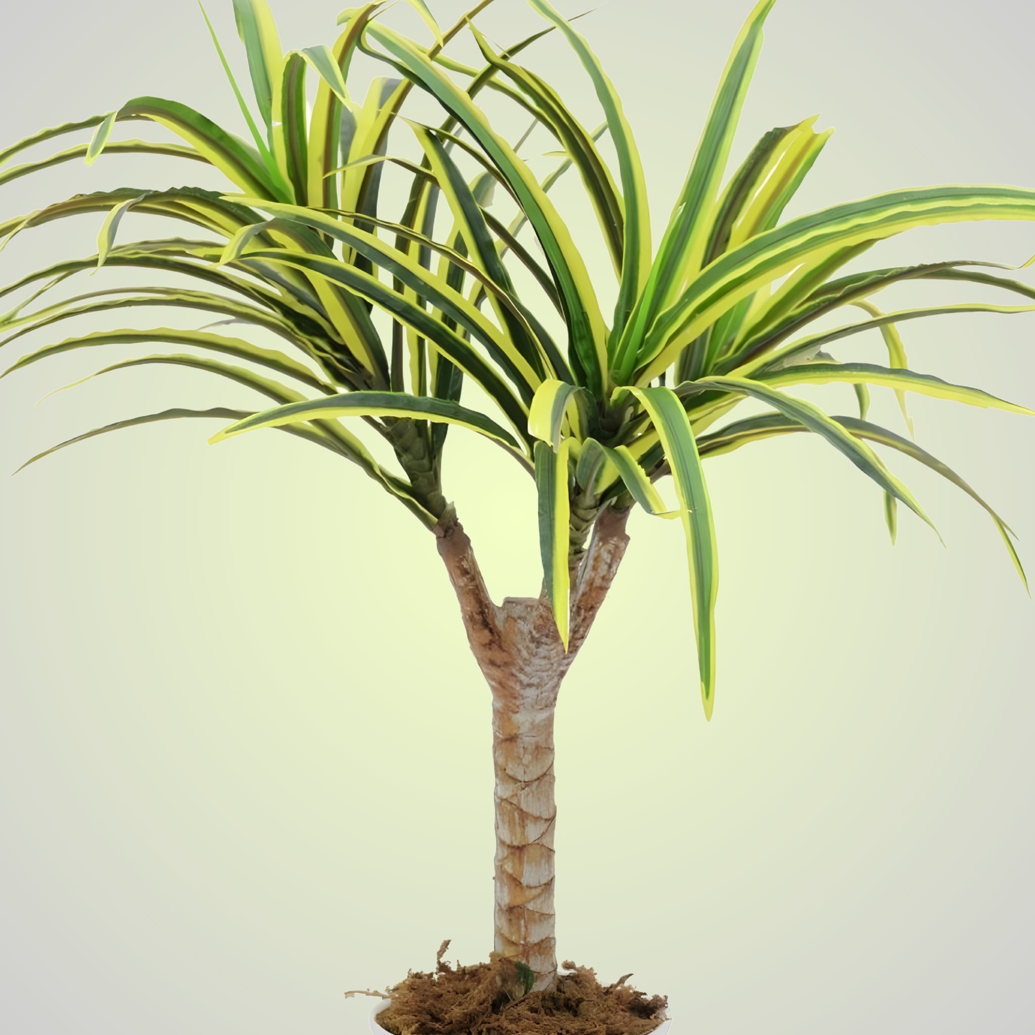 Dracaena - Elegance for your space