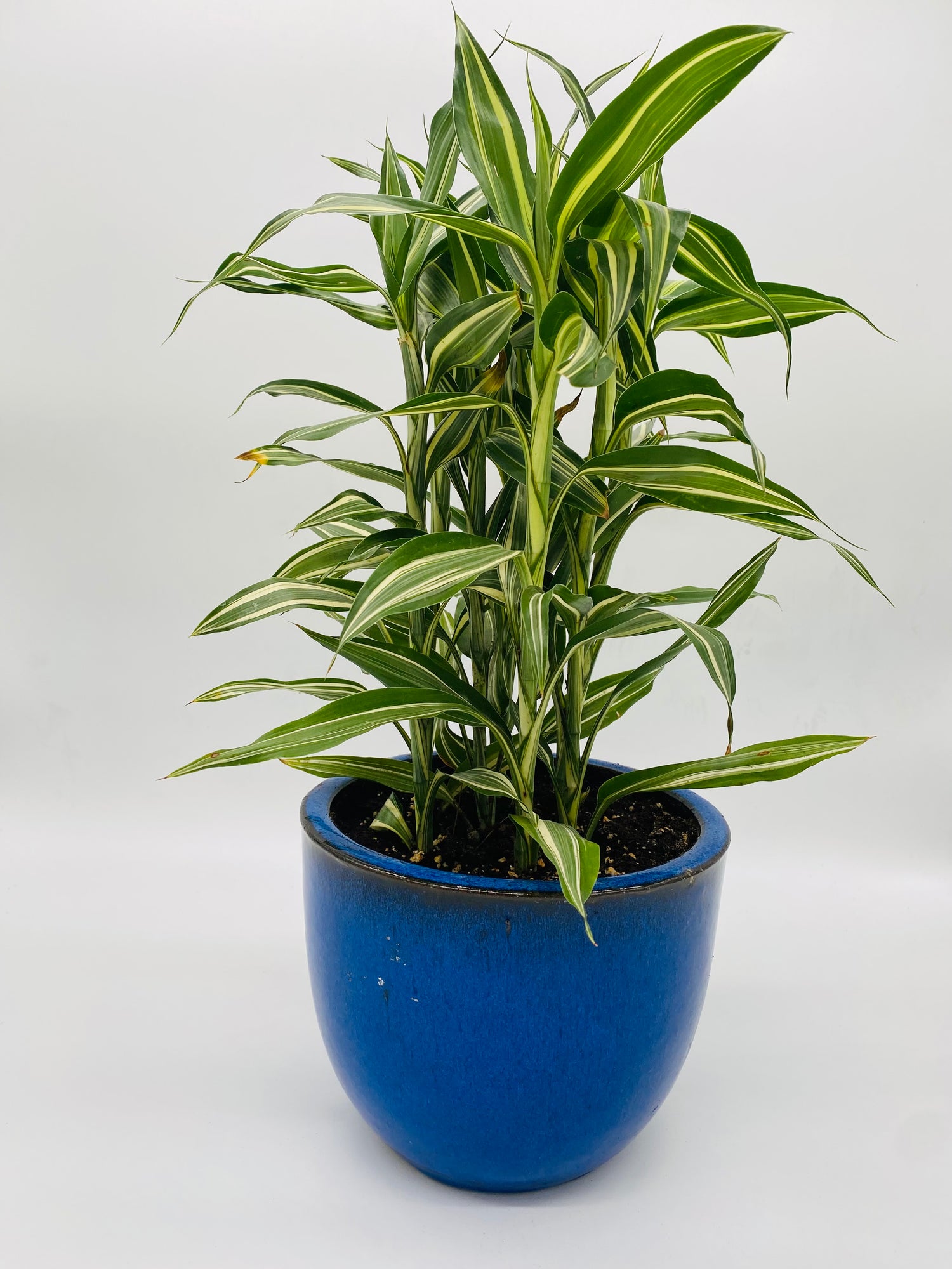 Dracaena in Blue