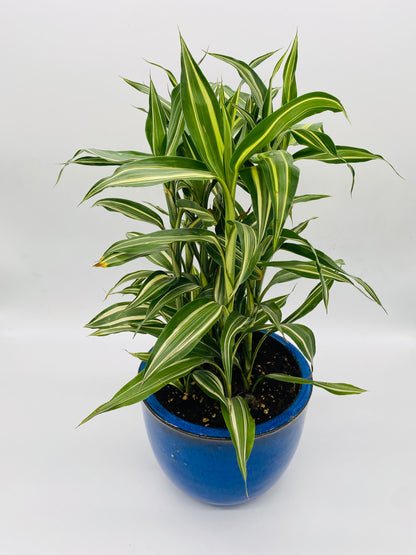 Dracaena in Blue