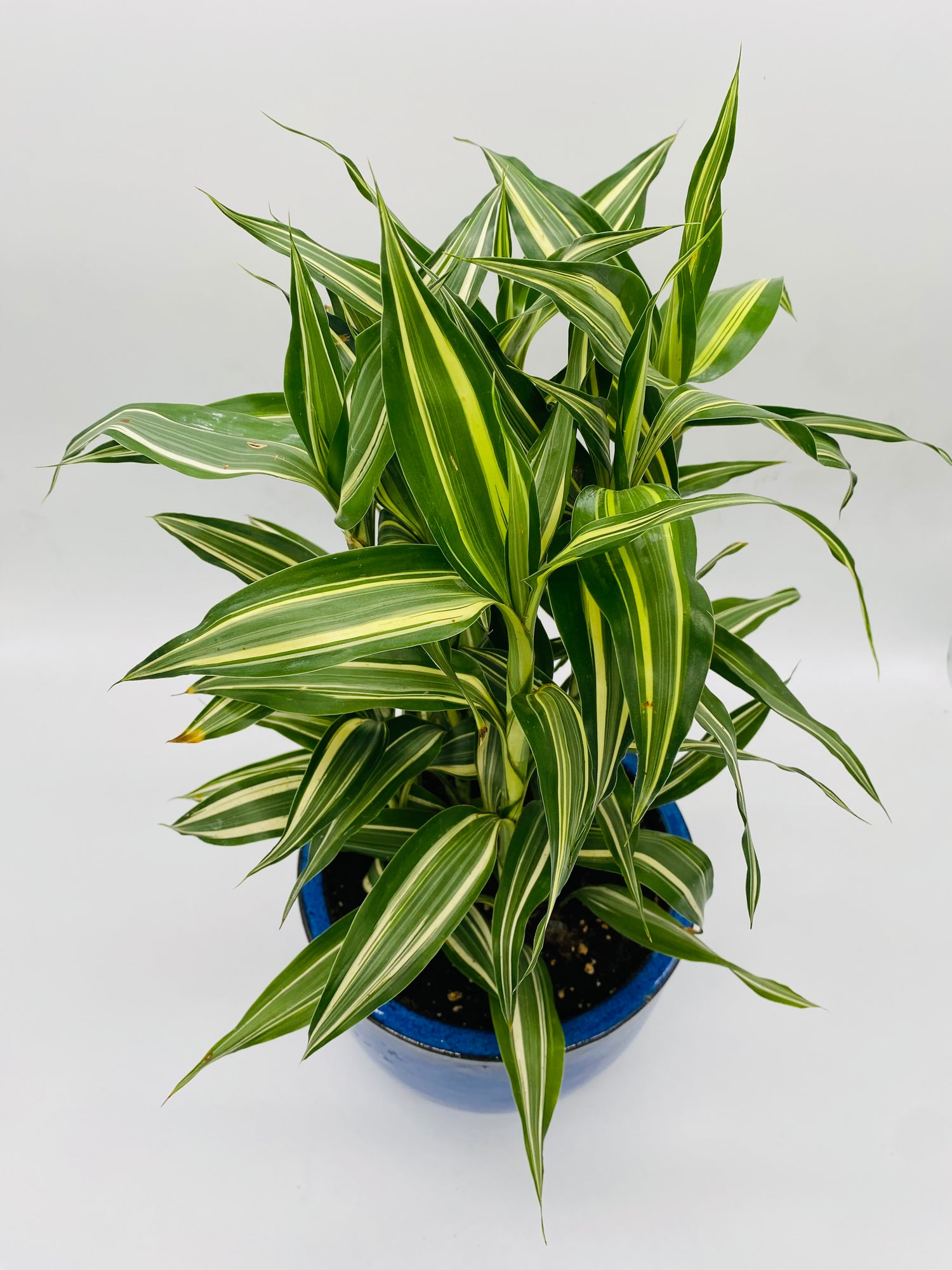 Dracaena in Blue