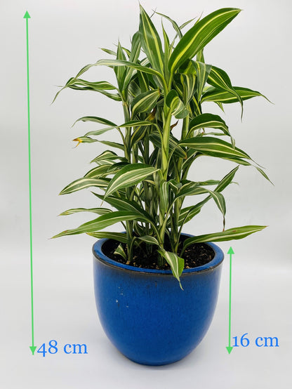 Dracaena in Blue