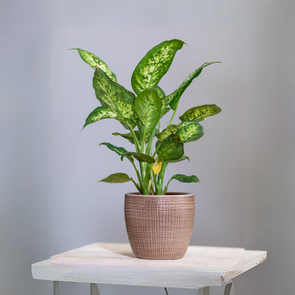 Dieffenbachia - Dumb Cane or Leopard Lily