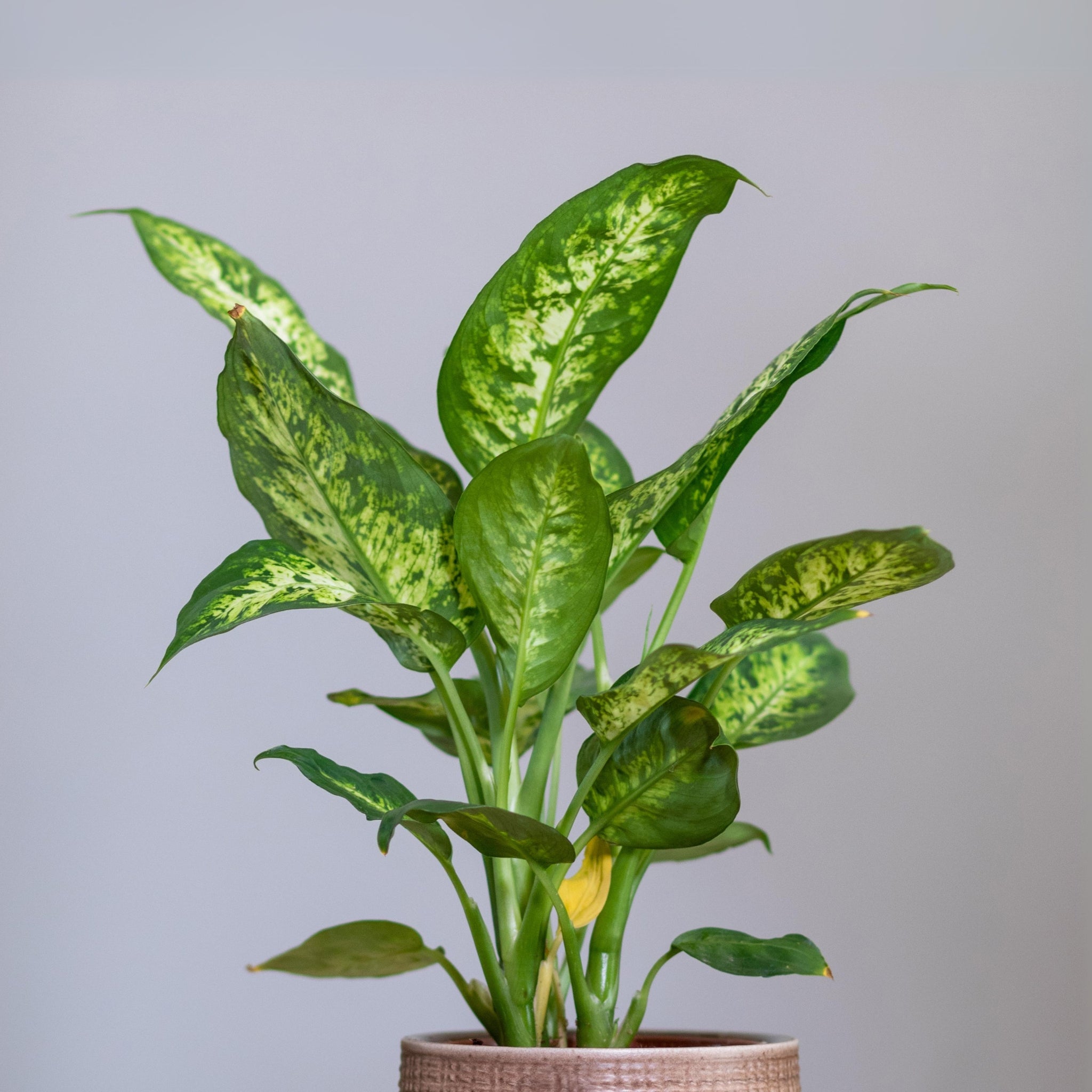 Dieffenbachia - Dumb Cane or Leopard Lily