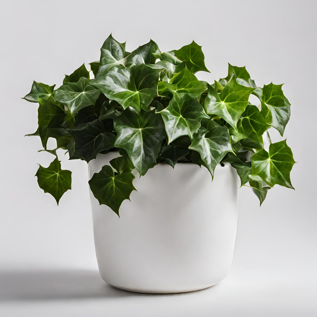 English Ivy