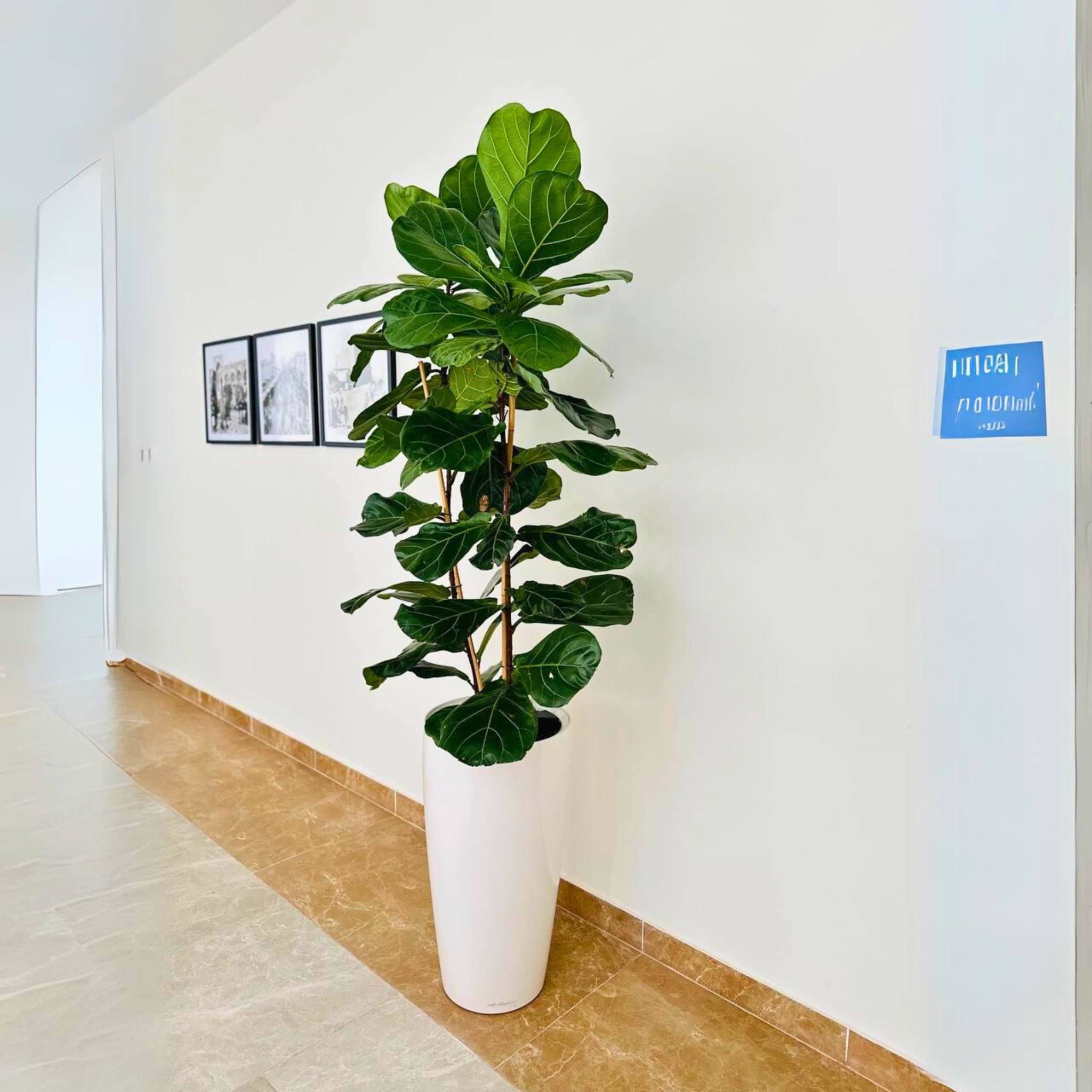 Fiddle Leaf Fig