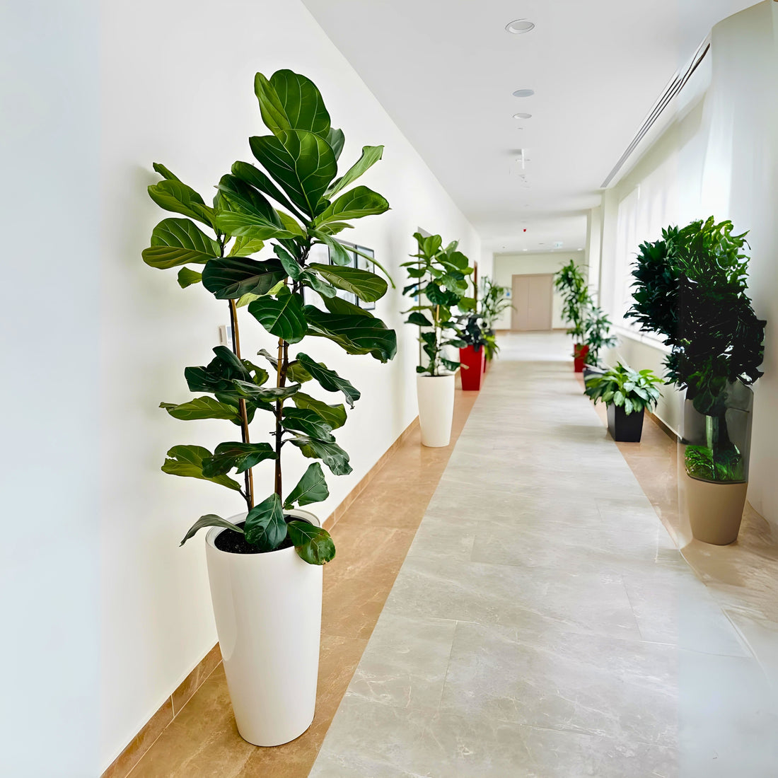 Fiddle Leaf Fig