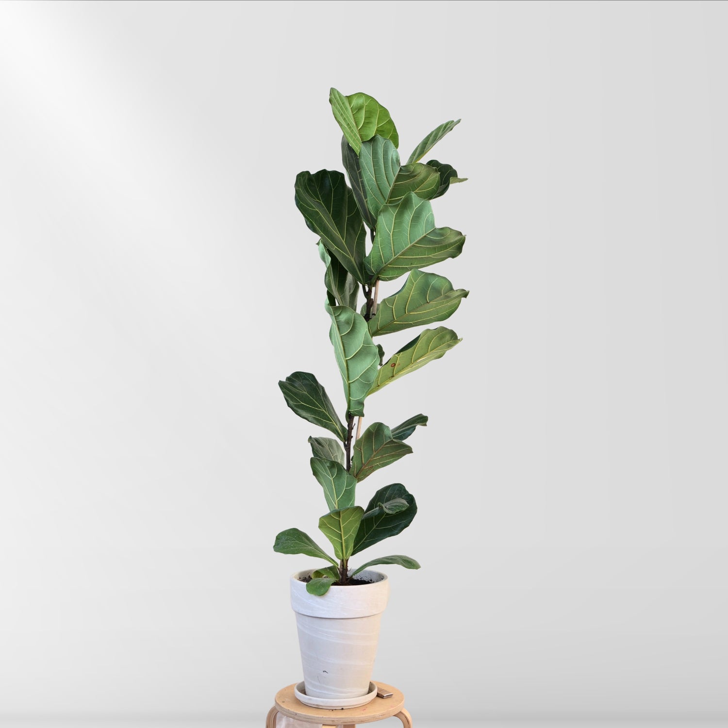 Fiddle Leaf Fig