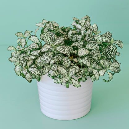 Nerve Plant (Fittonia)