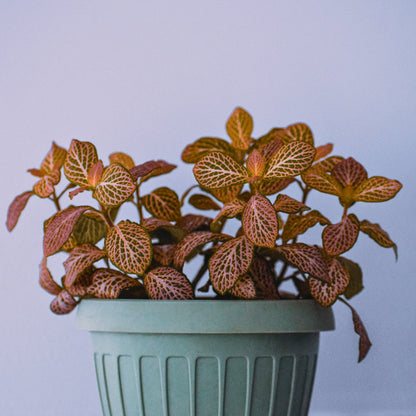 Nerve Plant (Fittonia)