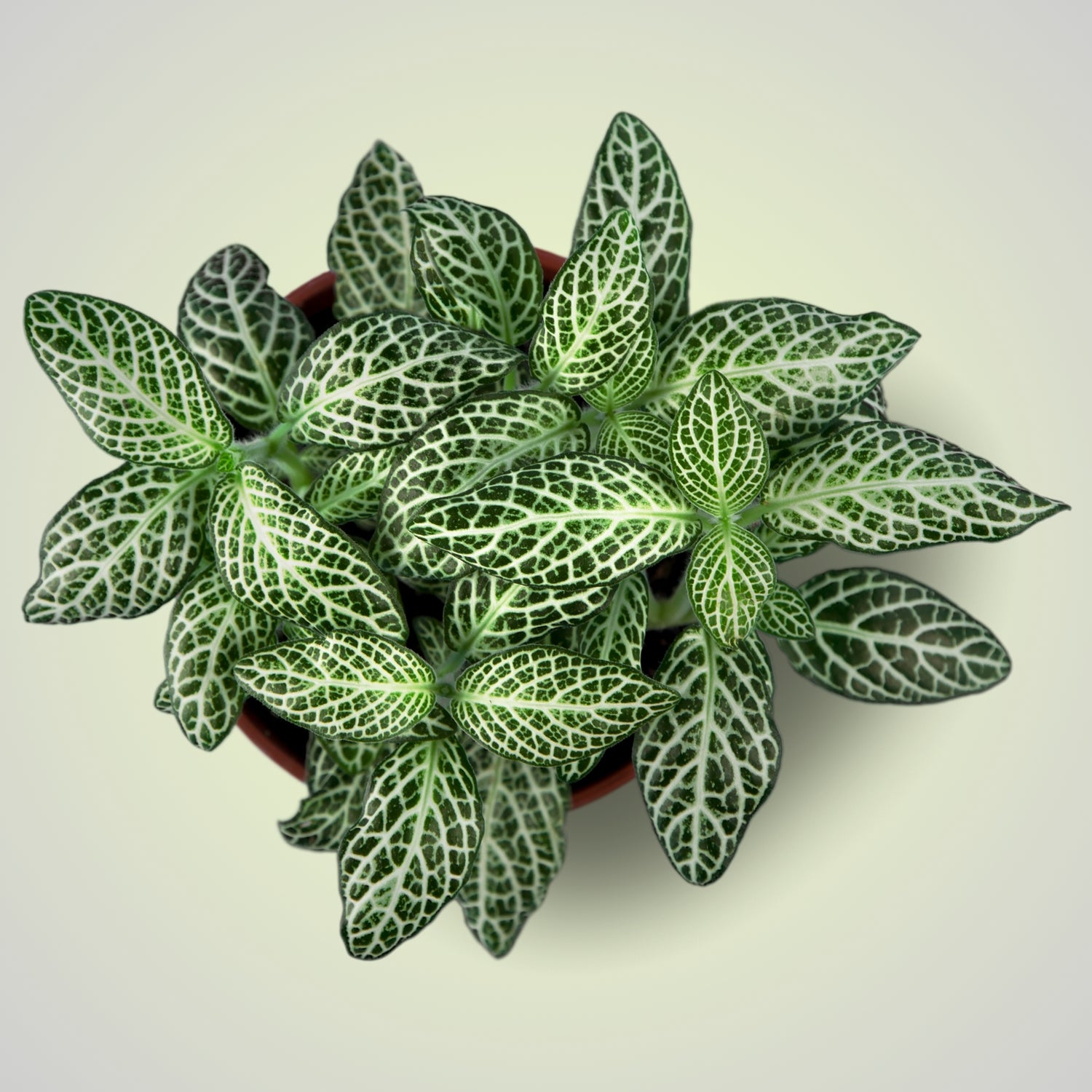 Nerve Plant (Fittonia)