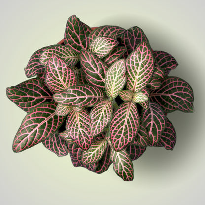 Nerve Plant (Fittonia)