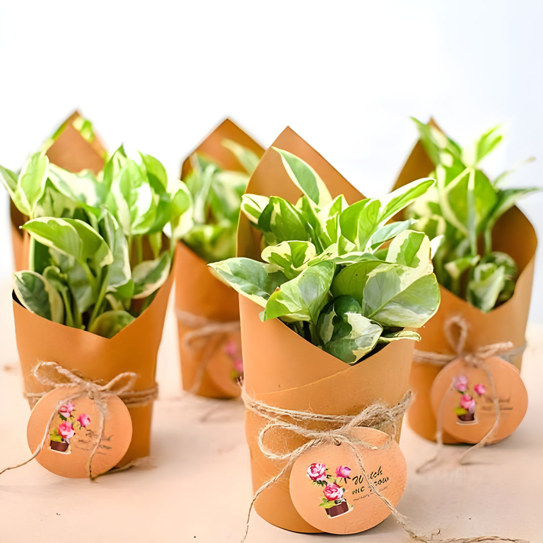 Njoy Pothos - Money Plant Return Gift (Pack of 4)