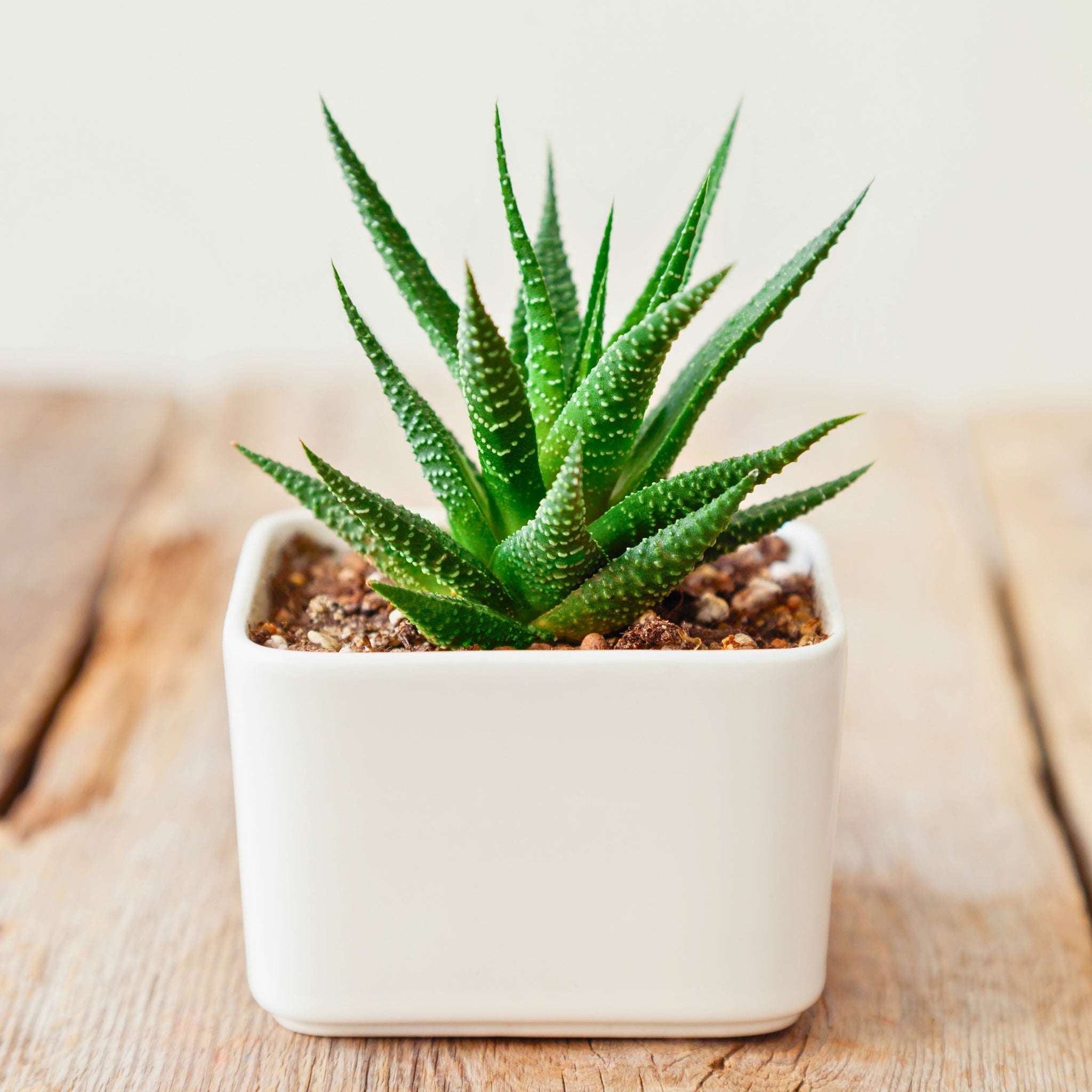 Haworthia - Zebra Plant