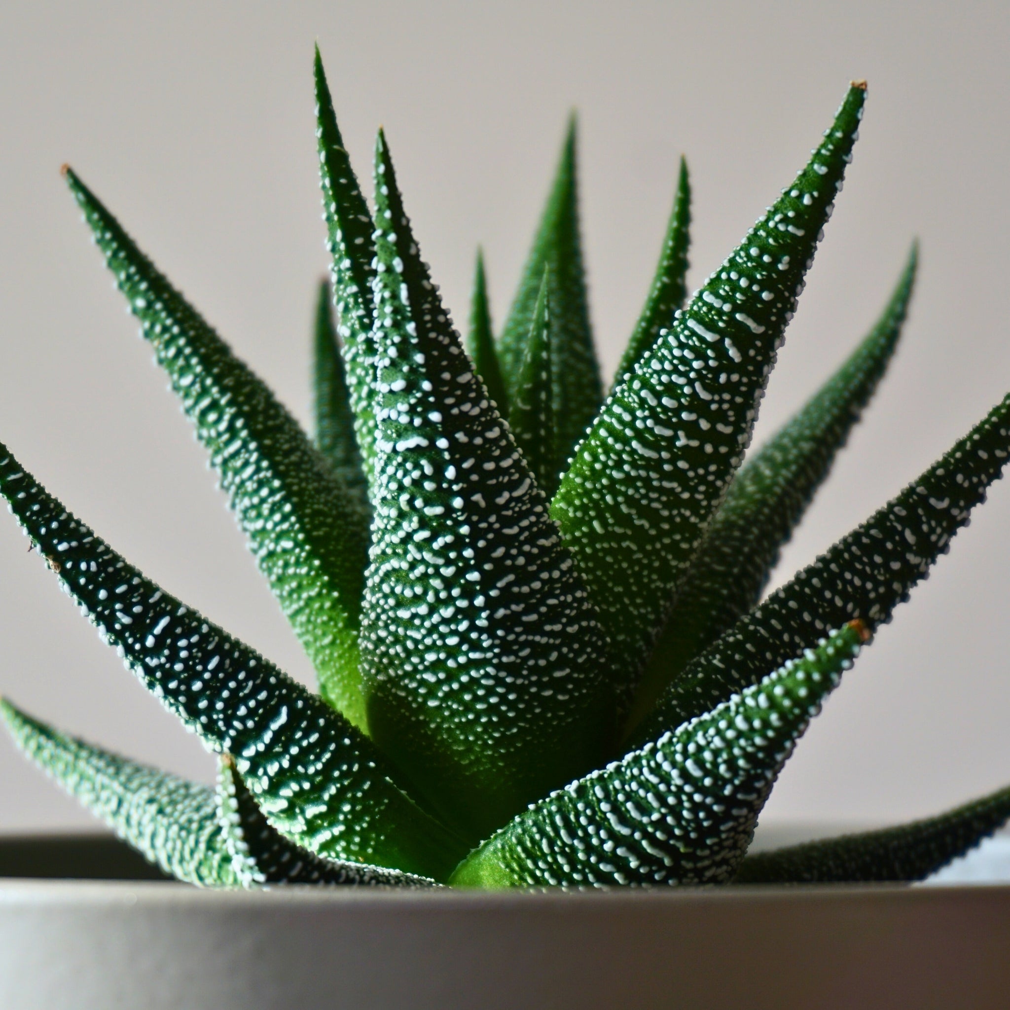 Haworthia - Zebra Plant