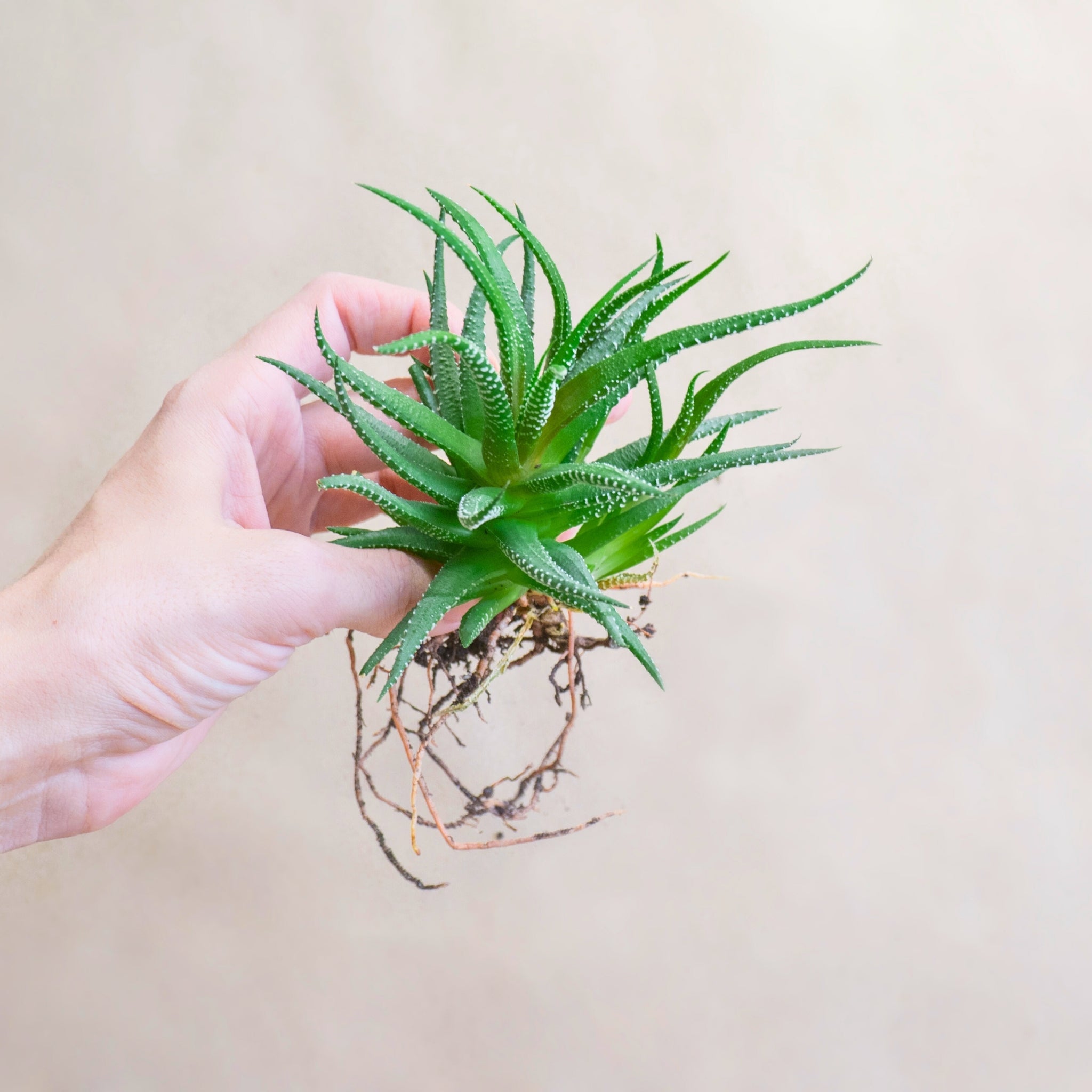 Haworthia - Zebra Plant