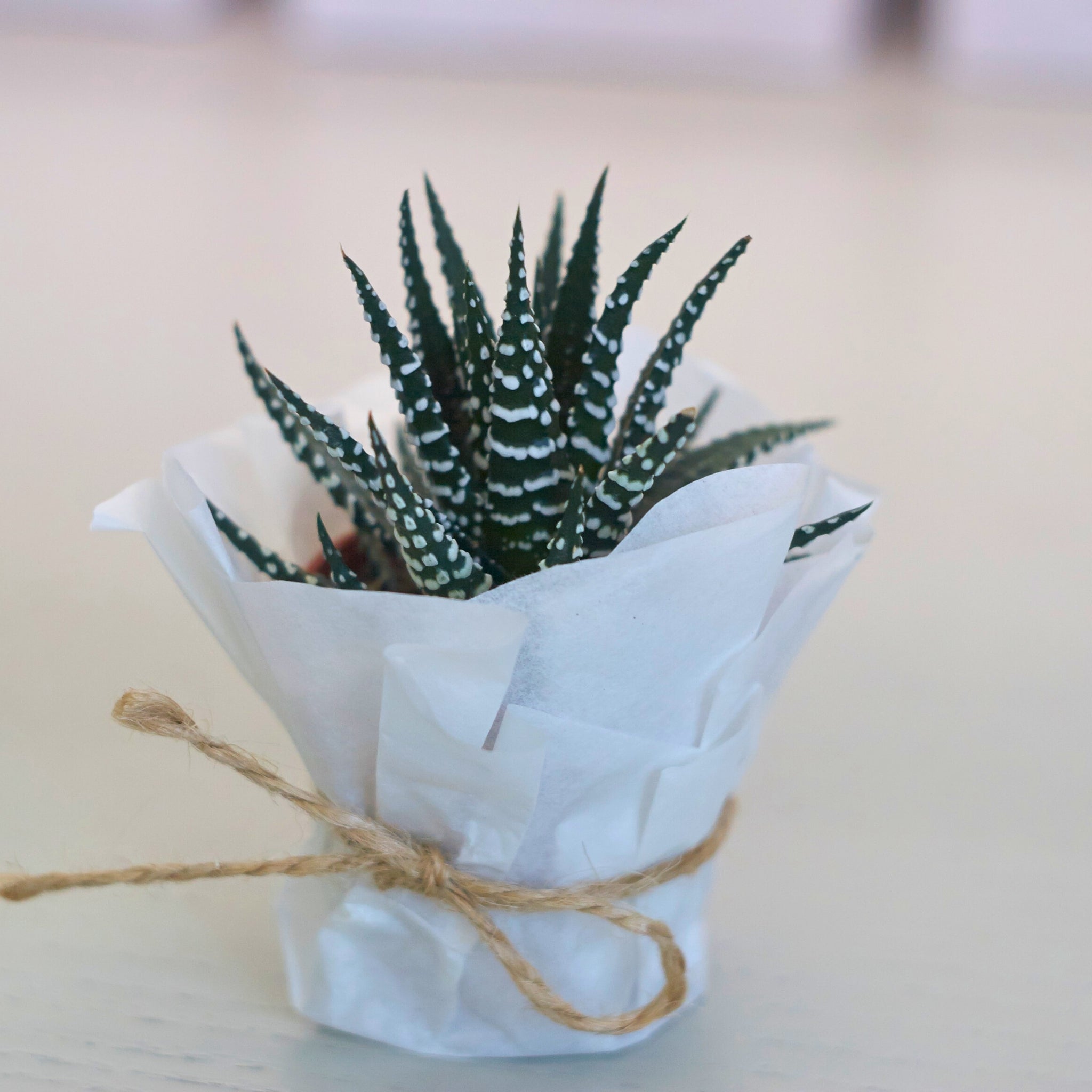 Haworthia - Zebra Plant