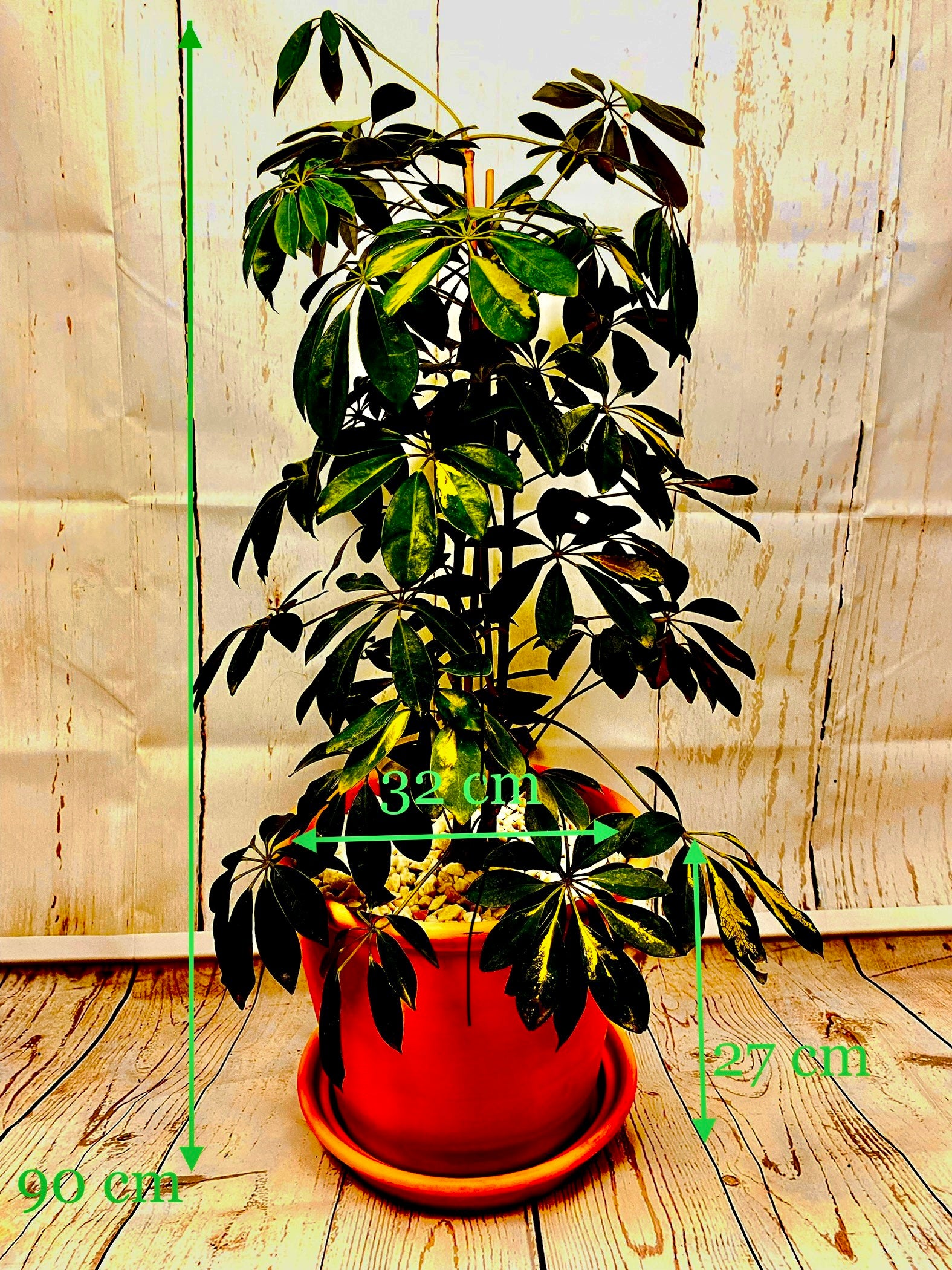 Variegated Umbrella Plant