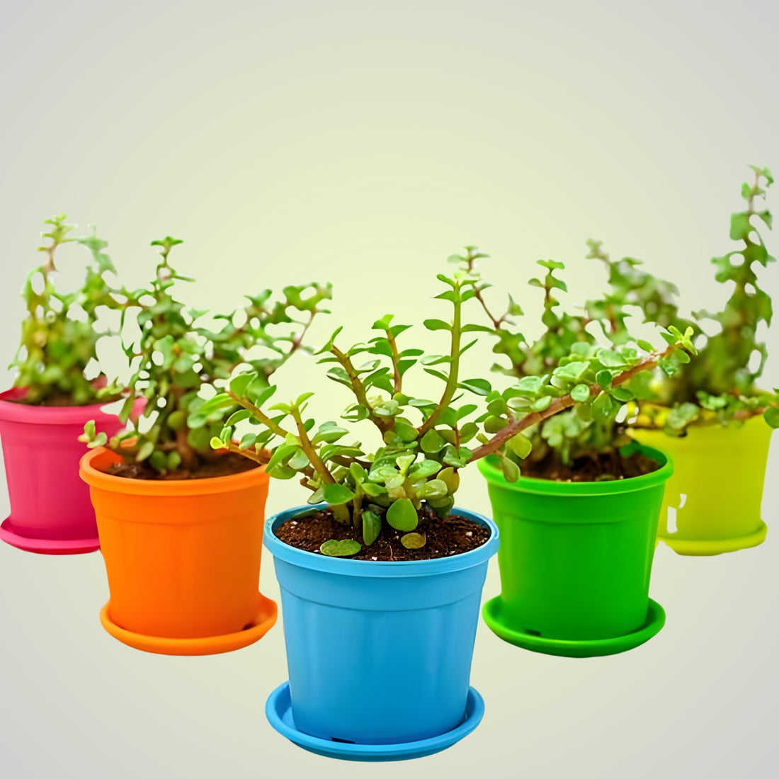 Jade Plant Return Gift (Pack of 5)