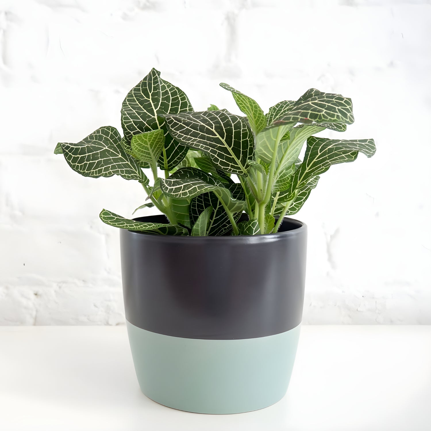 Nerve Plant (Fittonia)