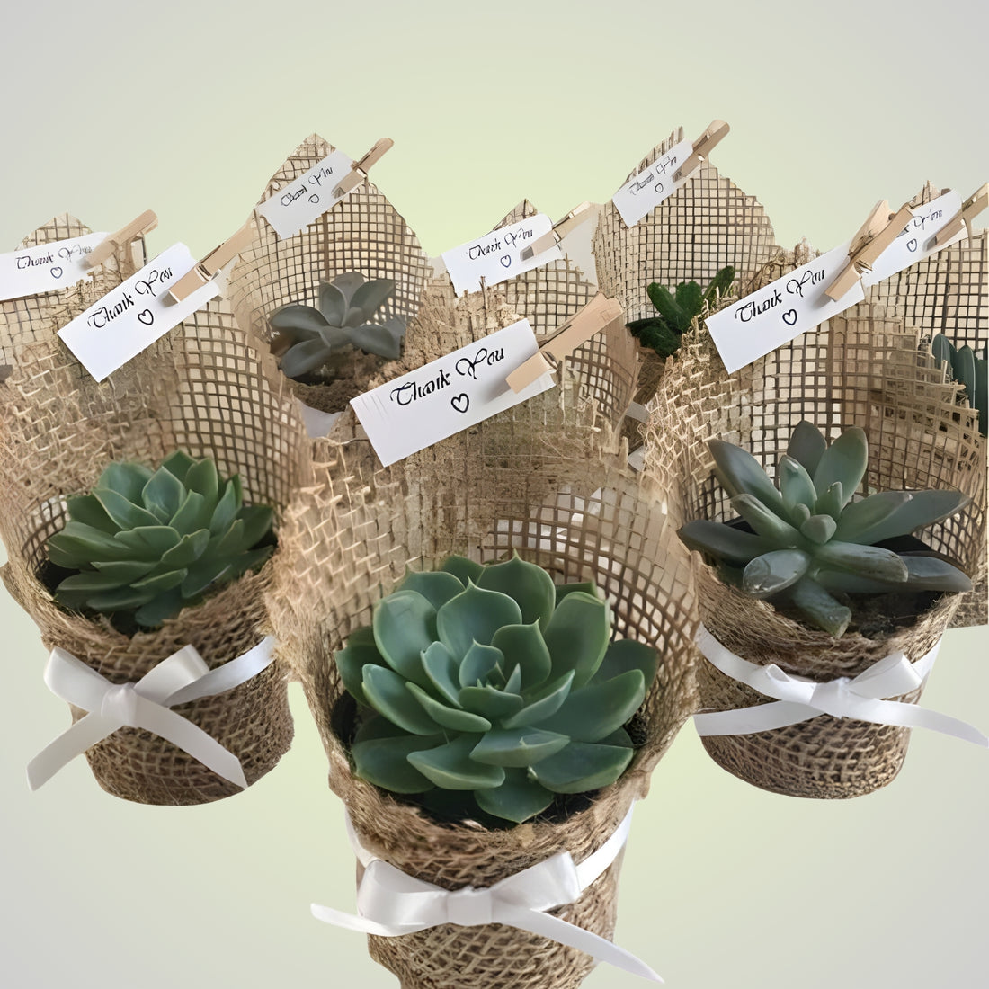 Echeveria Return Gift (Pack of 10)