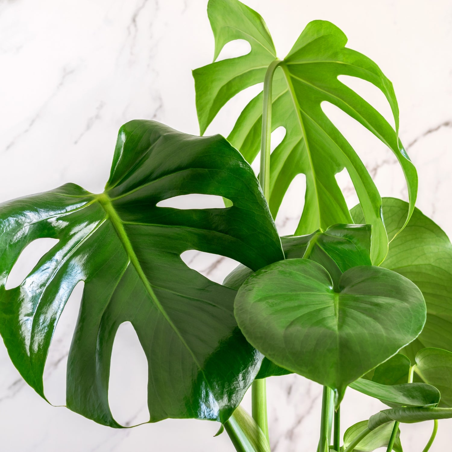 Monstera Deliciosa