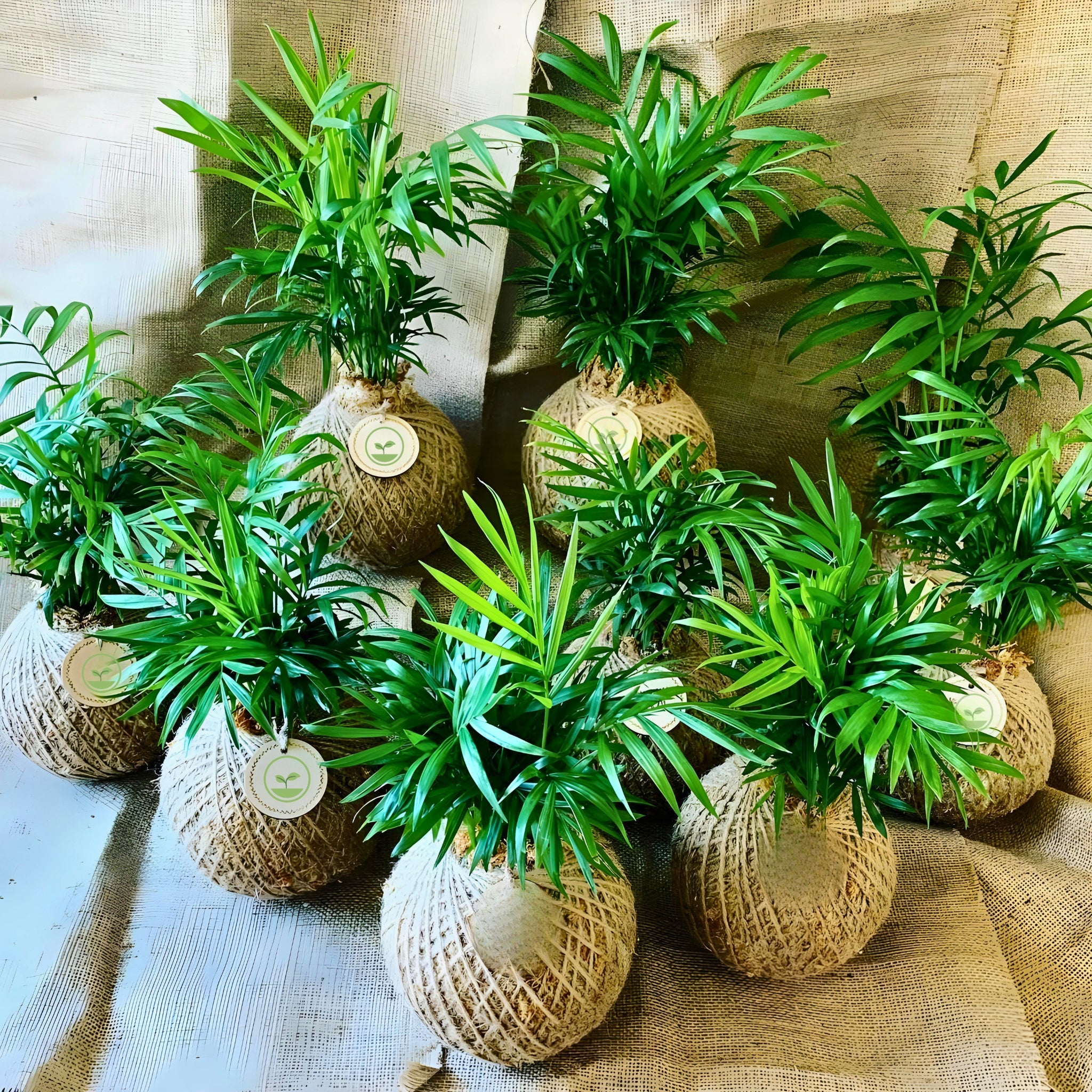 Palm Kokedama Return Gift (Pack of 8)