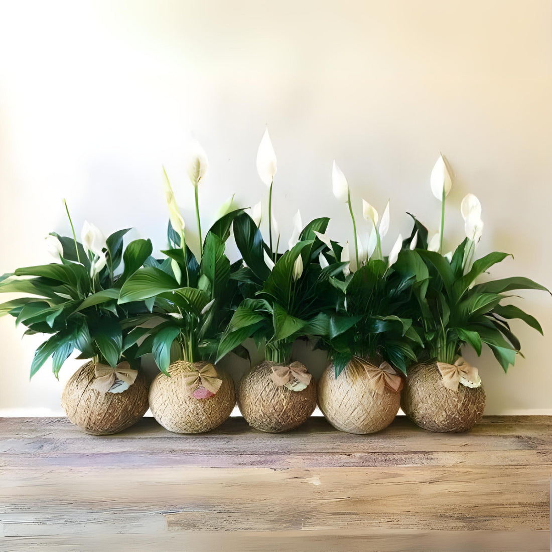 Peace Lily Kokedama Return Gift (Pack of 5)