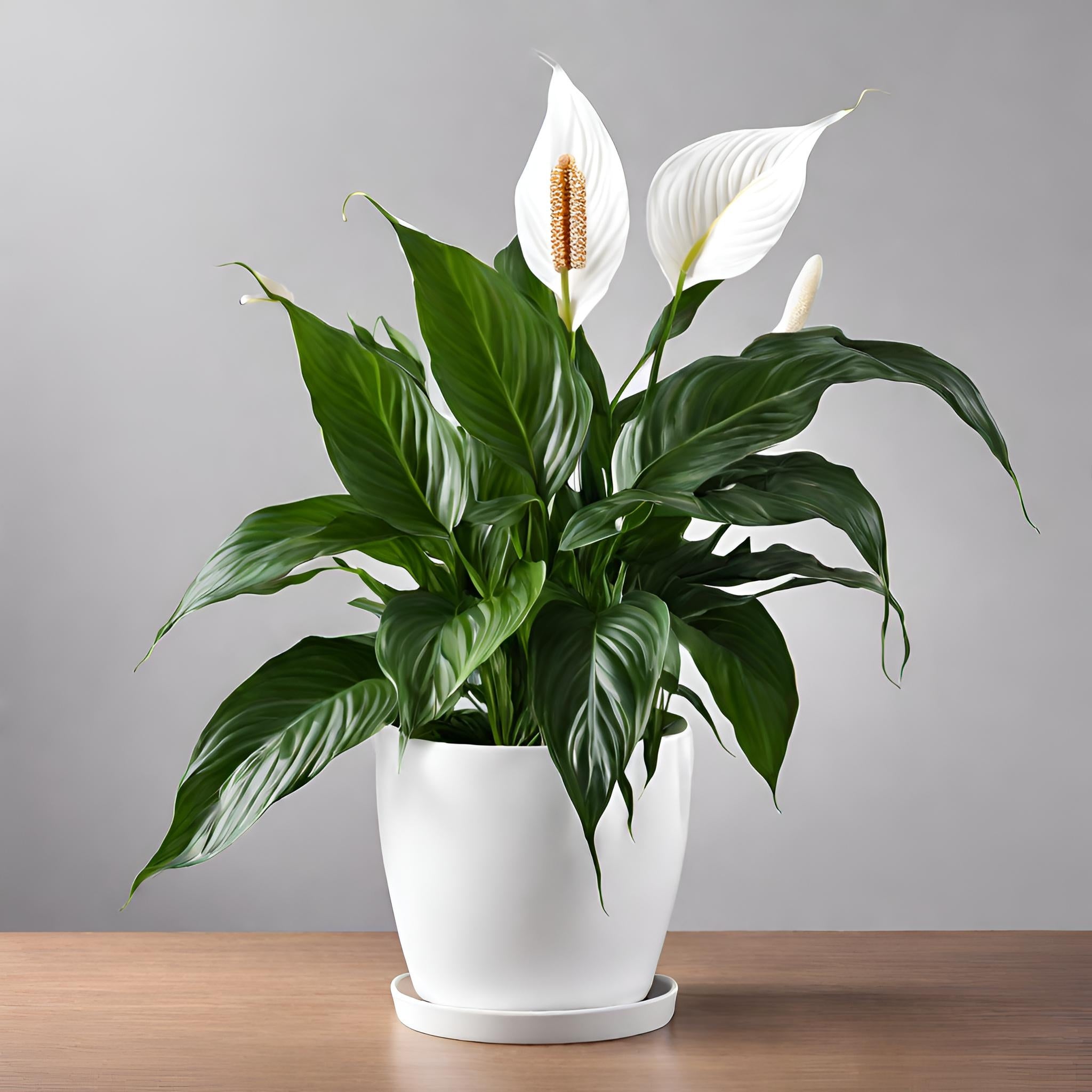 Peace Lily