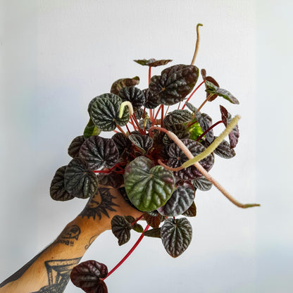 Peperomia Caperata