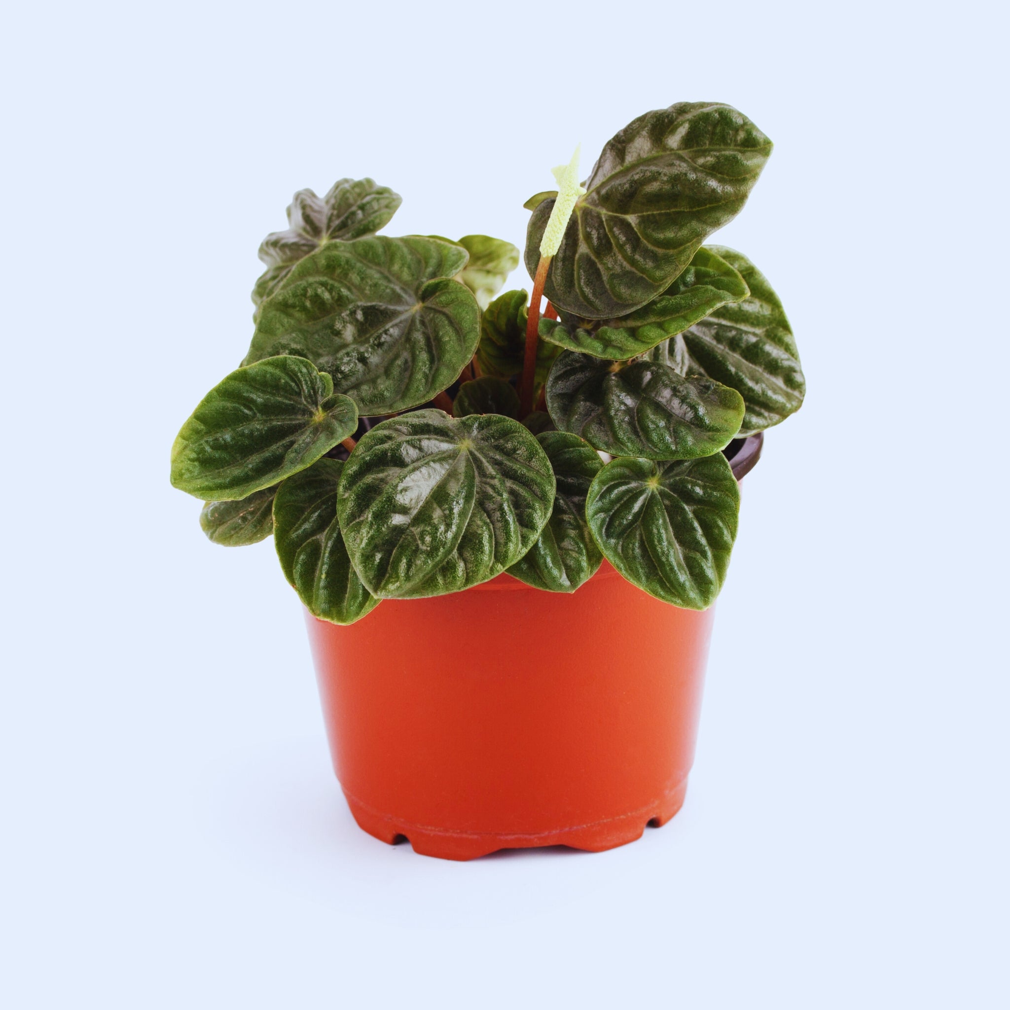 Peperomia Caperata