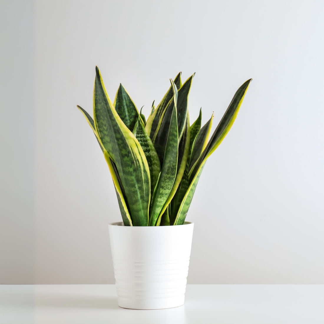 Snake Plant