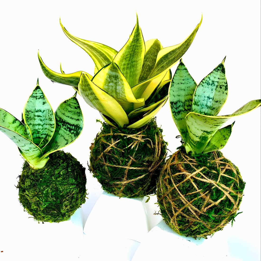 Snake Plant Kokedama Return Gift (Pack of 3)