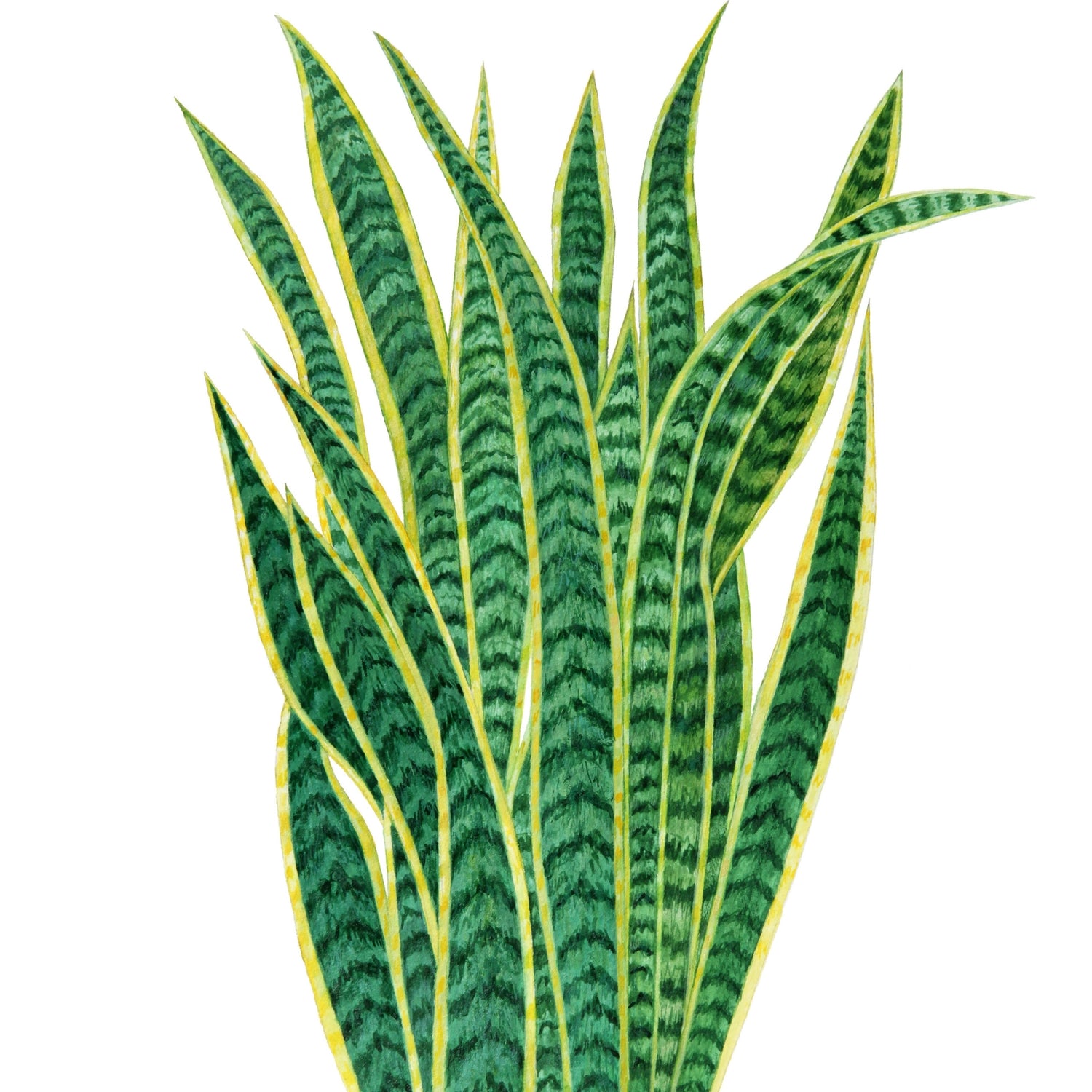 Snake Plant