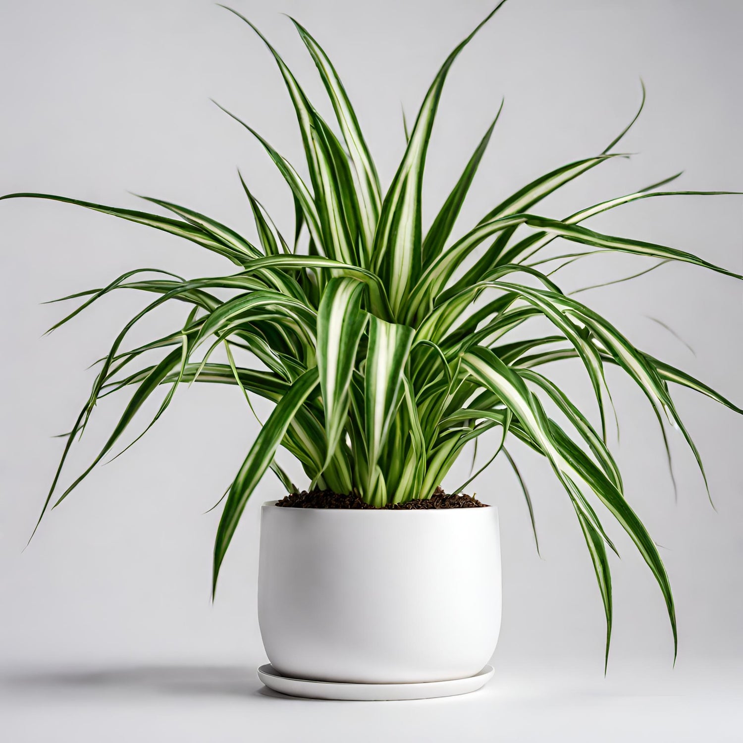 Spider Plant