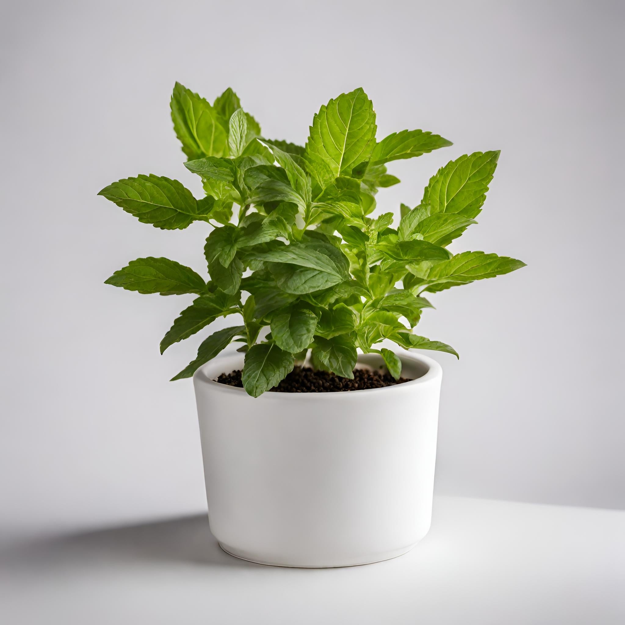 Tulsi Holy Basil Buy Online Meenac Garden Dubai